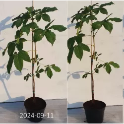 Rausvažiedis kaštonas - Aesculus carnea BRIOTII