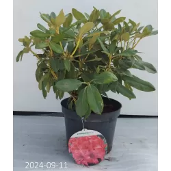 Rhododendron DOPEY