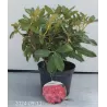 Rhododendron DOPEY