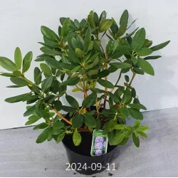 Amerikinis rododendras - Rhododendron Catawbiense GRANDIFLORUM