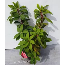 Rododendras - Rhododendron JUNIFEUER