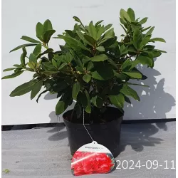 Rhododendron DOPEY