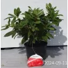 Rhododendron DOPEY