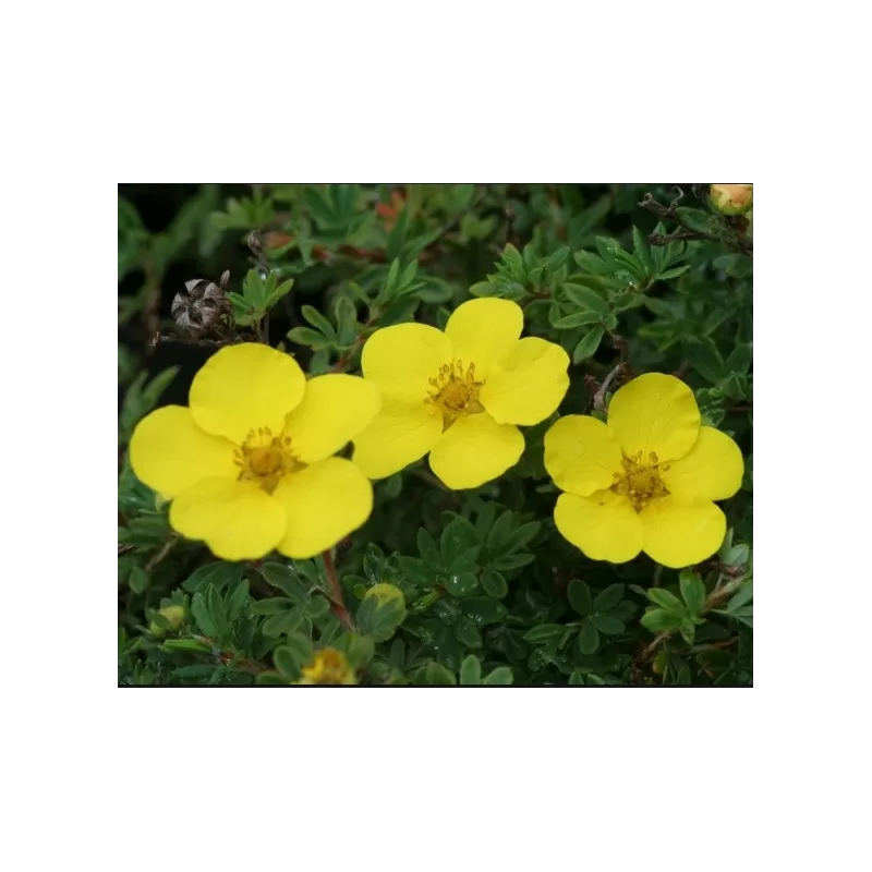 Krūminis sidabrakrūmis - Potentilla fruticosa Hachmanns Gigant