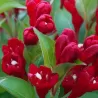 Veigelė - Weigela CHERRY LOVE ®
