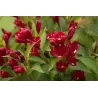 Veigelė - Weigela CHERRY LOVE ®