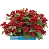 Veigelė - Weigela CHERRY LOVE ®