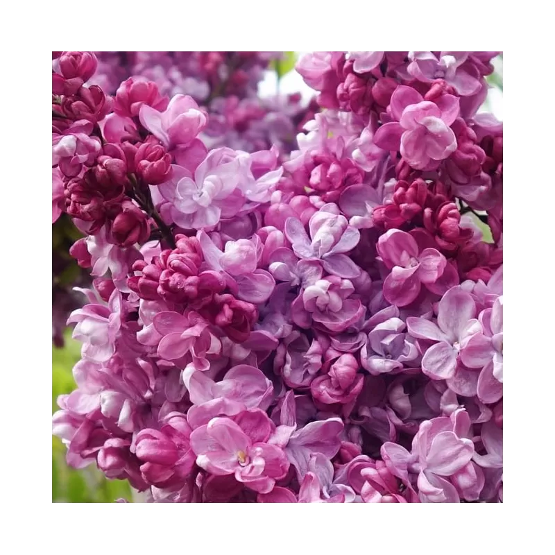 Alyvos - Syringa vulgaris PRINCE WOLKONSKY Alyvos - Syringa vulgaris PRINCE WOLKONSKY