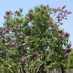 Alyvos - Syringa vulgaris PRINCE WOLKONSKY
