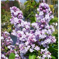 Išankstinis augalų užsakymas internetu