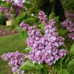 Alyvos - Syringa vulgaris MICHEL BUCHNER