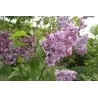 Paprastoji alyva - Syringa vulgaris Krasavitsa Moskvy