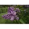 Paprastoji alyva - Syringa vulgaris Krasavitsa Moskvy