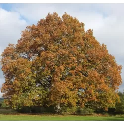 Vengrinis ąžuolas - Quercus frainetto