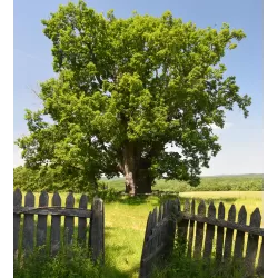 Vengrinis ąžuolas - Quercus frainetto