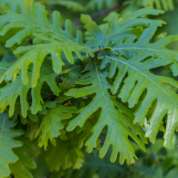Paprastųjų ąžuolų sodinukai su pristatymu į namus