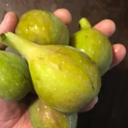 Skiautėtalapis fikusas (figmedis) - Ficus carica 'Brown Turkey' P11/C1 SBC