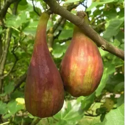 Skiautėtalapis fikusas (figmedis) - Ficus carica 'Brown Turkey' P11/C1 SBC