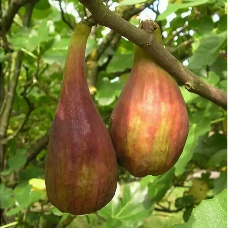 Skiautėtalapis fikusas (figmedis) - Ficus carica 'Brown Turkey' P11/C1 SBC
