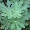 Skiautėtalapis fikusas (figmedis) - Ficus carica 'Brown Turkey' P11/C1 SBC
