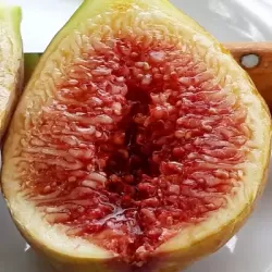 Skiautėtalapis fikusas (figmedis) - Ficus carica 'Brown Turkey' P11/C1 SBC
