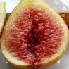 Skiautėtalapis fikusas (figmedis) - Ficus carica 'Brown Turkey' P11/C1 SBC