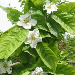 Baltažiedė šliandra - Mespilus germanica BELLE DE GRAND LIEU UŽSAKYMAS 2027 M