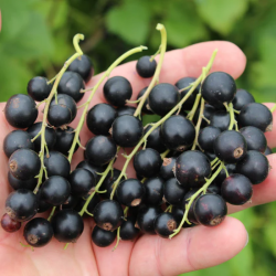 Juodieji serbentai - Ribes nigrum BLACK BELLS