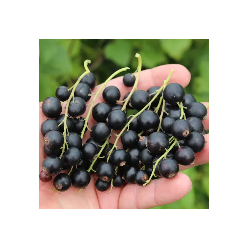 Juodieji serbentai - Ribes nigrum BLACK BELLS