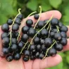 Juodieji serbentai - Ribes nigrum BLACK BELLS