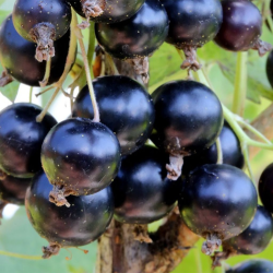 Juodieji serbentai - Ribes nigrum OJEBYN