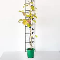 Margalapė aktinidija, vyriška - Actinidia kolomikta 'Adam' P9 20-25 CM