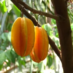 Karambolinė averoja - Averrhoa carambola