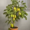 Averrhoa carambola