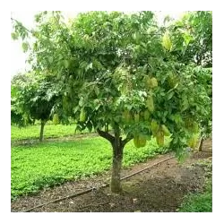 Karambolinė averoja - Averrhoa carambola