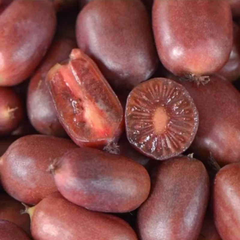 Smailialapė aktinidija - Actinidia arguta SCARLET SEPTEMBER ( MOT.)