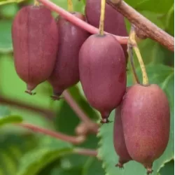 Smailialapė aktinidija - Actinidia arguta SCARLET SEPTEMBER ( MOT.)