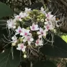 Clerodendron fragrans/ philippinum