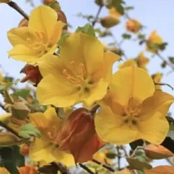 Fremontodendron californica