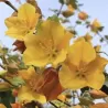 Fremontodendron californica