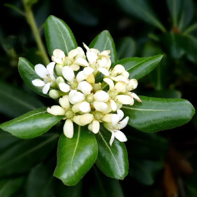 Pittosporum tobira