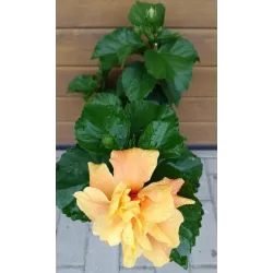 Tikroji kinrožė - Hibiscus rosa-sinensis KOENIG