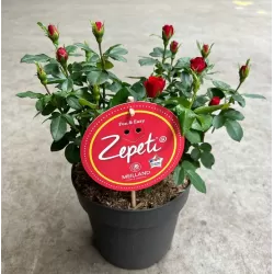 Rožė - Rosa ZEPETI ®
