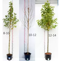 Magnolija - Magnolia KOBUS