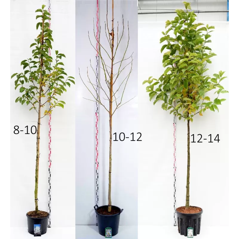 Magnolija - Magnolia KOBUS