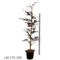 Paprastasis bukas - Fagus sylvatica PURPUREA TRICOLOR