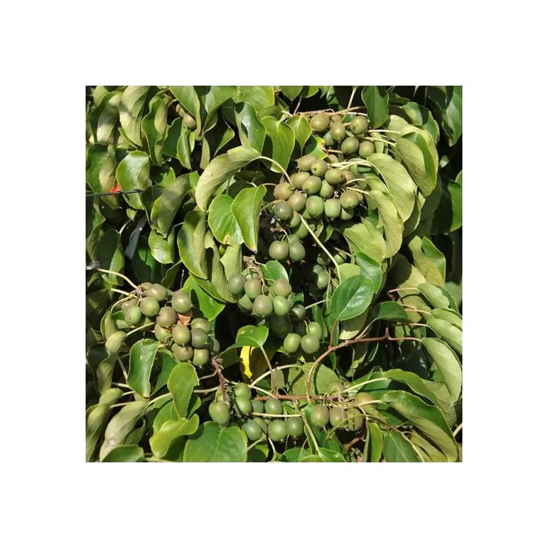 Kiwi - Actinidia arguta Actinidia arguta FRESH JUMBO (FEMALE)