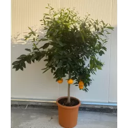 Apelsinmedis - Citrus sinensis