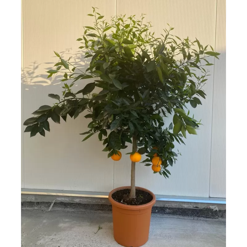 Apelsinmedis - Citrus sinensis