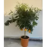 Apelsinmedis - Citrus sinensis